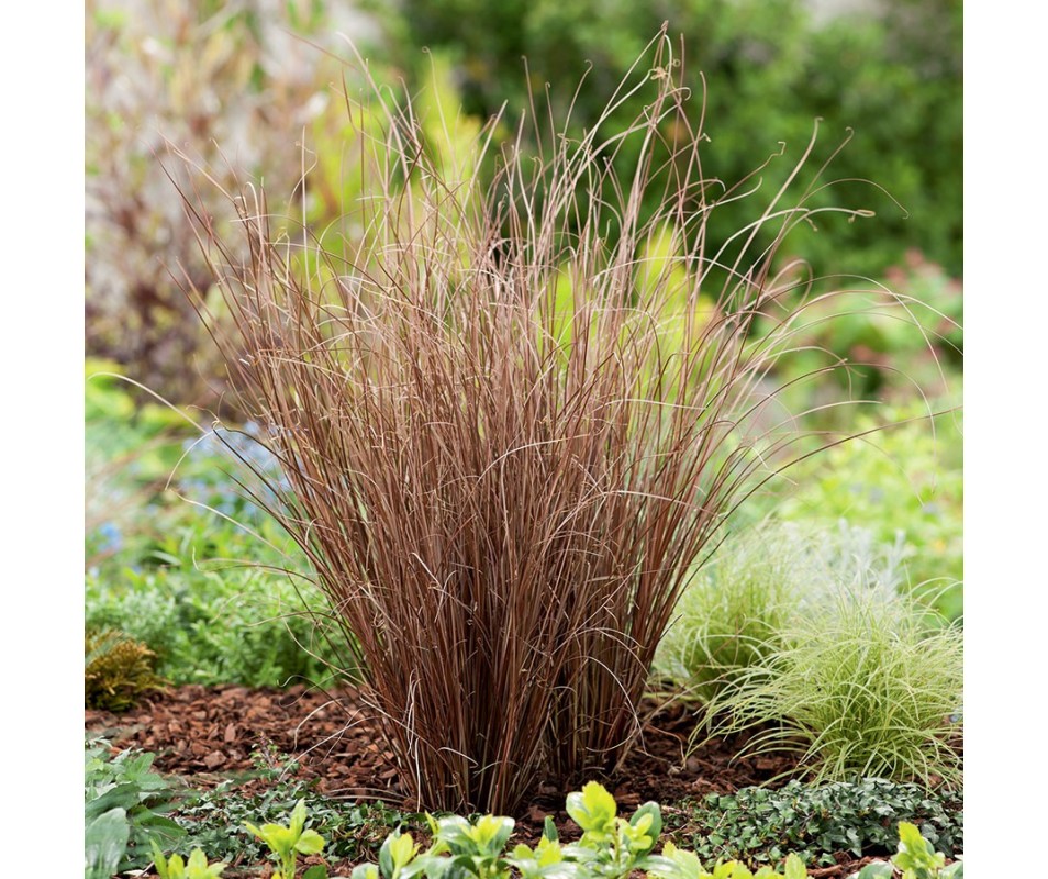 CAREX buchananii C3L