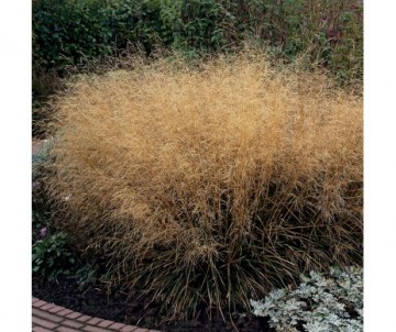 DESCHAMPSIA CESPITOSA goldtau C9L