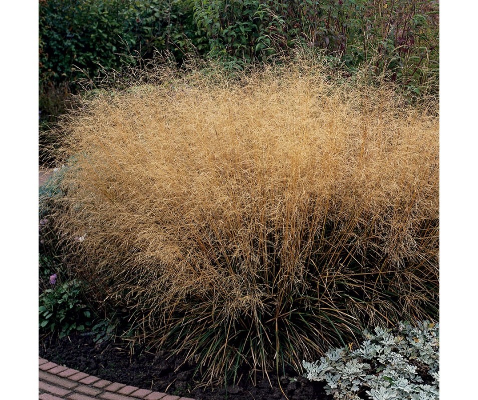 DESCHAMPSIA CESPITOSA goldtau C9L