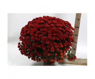 CHRYSANTHEMUM UNICOLOR