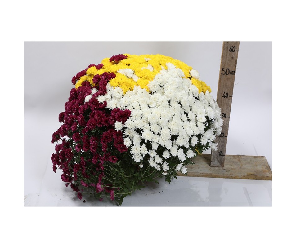 CHRYSANTHEMUM TRICOLORE