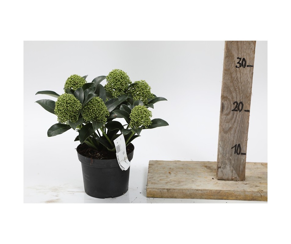 SKIMMIA JAPONICA white globe