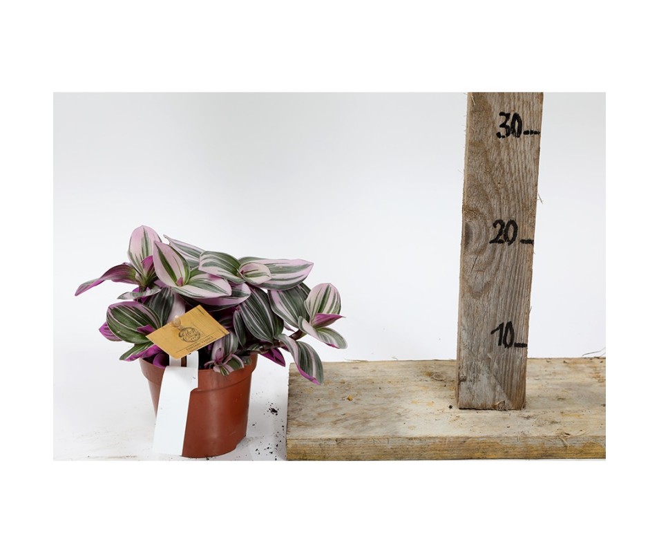 TRADESCANTIA nanouk