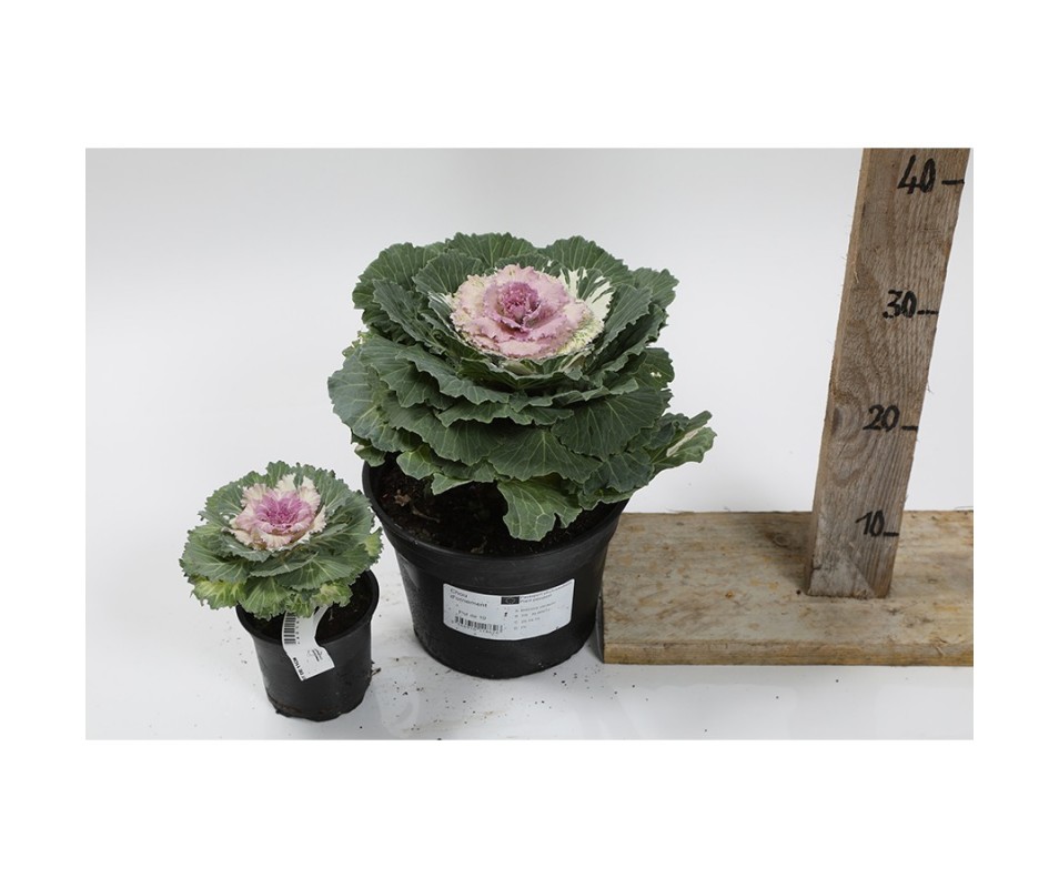 BRASSICA d'ornement Pot 13 cm