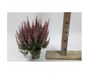 ERICA gracilis Pot plastique