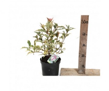 WEIGELA florida variegata Cont 3L