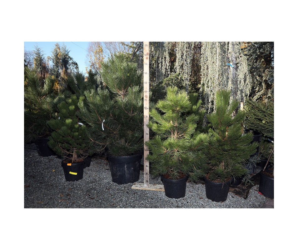 PINUS NIGRA nigra 125/150 cm