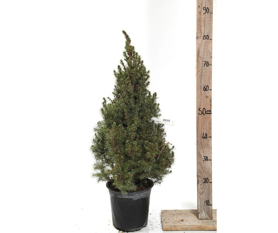 PICEA GLAUCA conica CONT 4