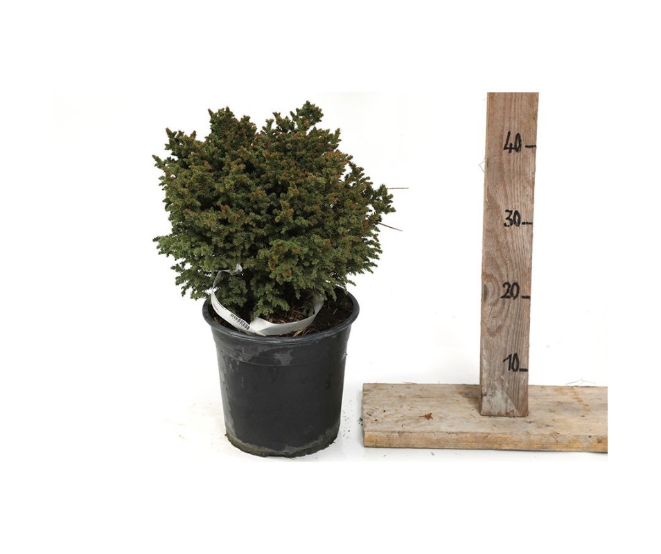 CRYPTOMERIA JAPONICA vilmoriniana 20/25 cm