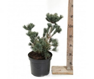 PINUS PARVIFLORA negishi Cont 7