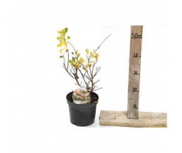 COTINUS COGGYGRIA young lady Cont 3L