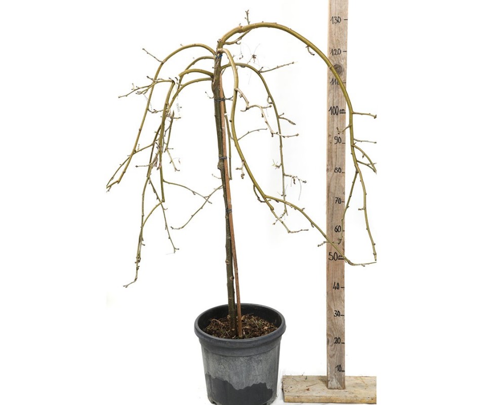 LABURNUM ALPINUM pendulum 80/100 cm