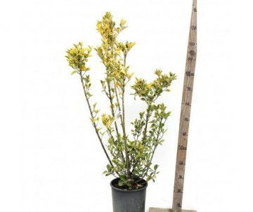 EUONYMUS JAPONICUS aurea Cont 10L