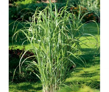 MISCANTHUS SINENSIS cabaret C3L