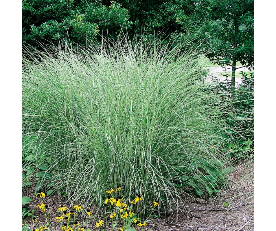 MISCANTHUS SINENSIS morning light C3L