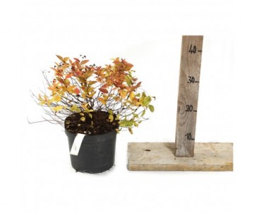 SPIRAEA JAPONICA magic carpet Cont 3L