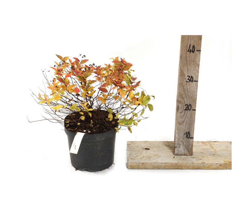 SPIRAEA JAPONICA magic carpet Cont 3L