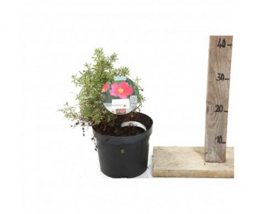 POTENTILLA FRUTICOSA bellissima Cont 3L