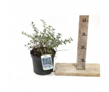 CEANOTHUS DELILIANUS gloire de versailles Cont 3L