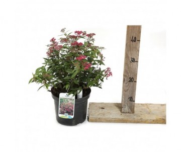 SPIRAEA JAPONICA anthony waterer Cont 3L