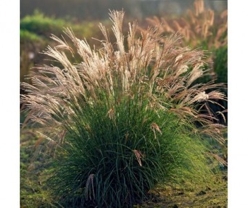 MISCANTHUS SINENSIS adagio C3L