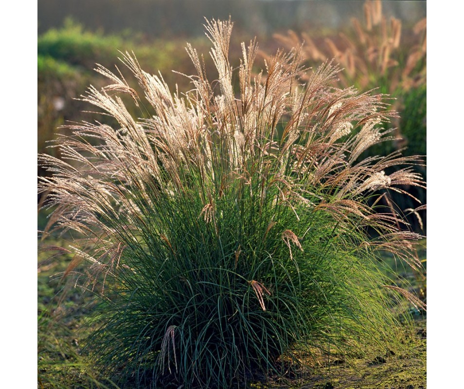 MISCANTHUS SINENSIS adagio C3L