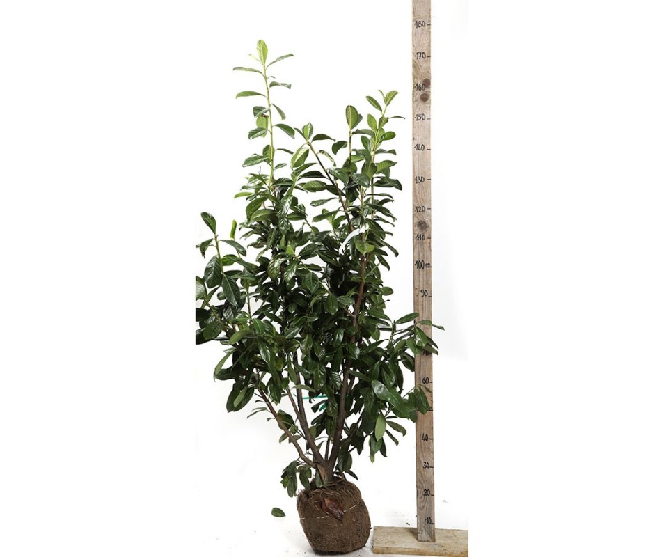 PRUNUS LAUROCERASUS caucasica 125/150 cm - Motte
