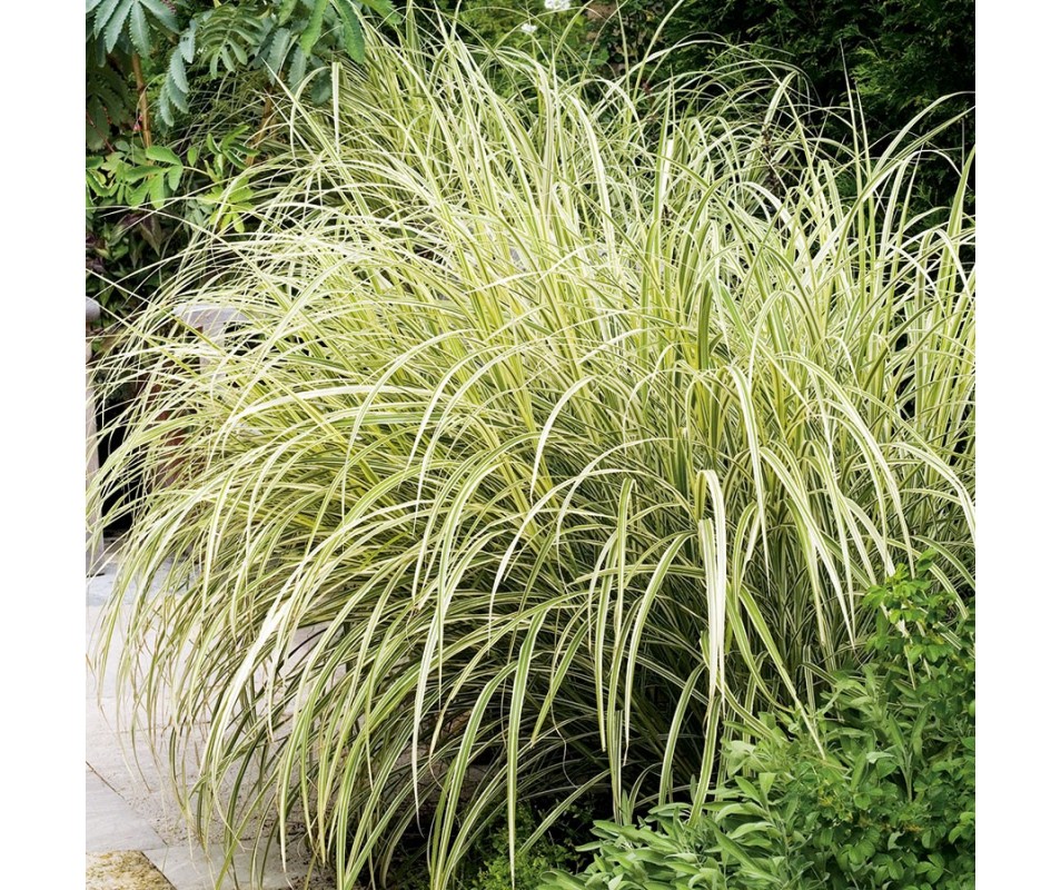 MISCANTHUS SINENSIS variegatus C9L