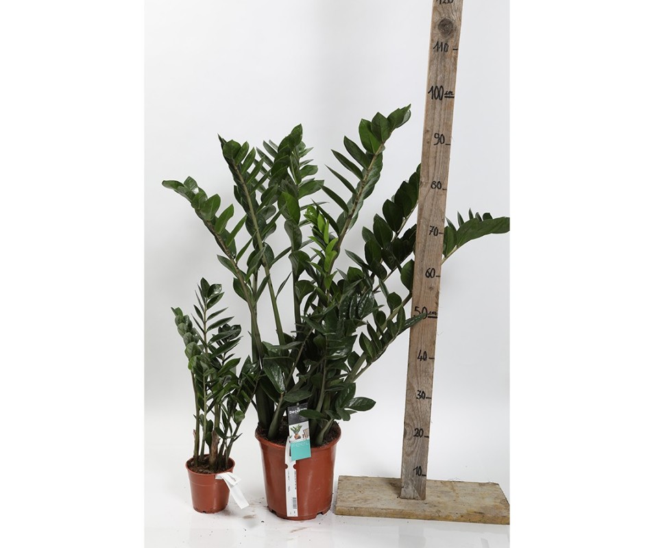 ZAMIOCULCAS zamiifolia Pot 12 cm